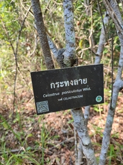 Celastrus paniculatus