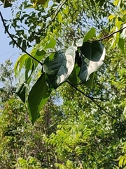 Celastrus paniculatus