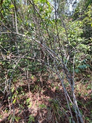 Celastrus paniculatus