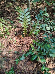 Drynaria quercifolia