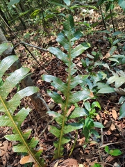 Drynaria quercifolia