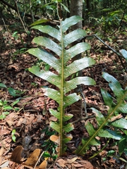 Drynaria quercifolia