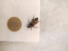 Nicrophorus mexicanus