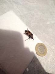 Nicrophorus mexicanus