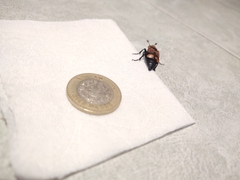 Nicrophorus mexicanus