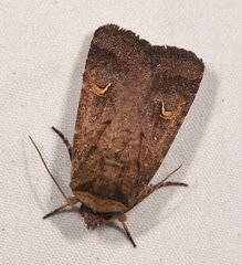 Proteuxoa tetronycha