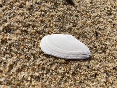 Megangulus bodegensis