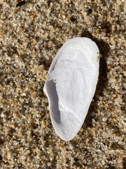 Megangulus bodegensis