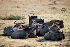 Connochaetes taurinus