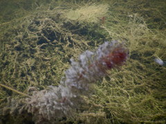 Myriophyllum sibiricum