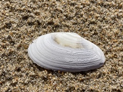 Megangulus bodegensis