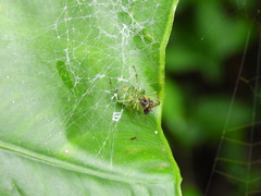 Aoaraneus pentagrammicus