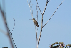 Leucolia violiceps