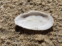 Megangulus bodegensis