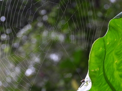 Aoaraneus pentagrammicus