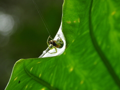 Aoaraneus pentagrammicus