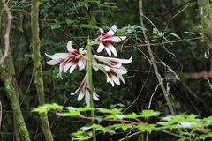 Cardiocrinum giganteum