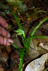 Pterostylis porrecta