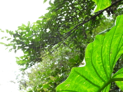 Aoaraneus pentagrammicus