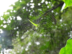 Aoaraneus pentagrammicus
