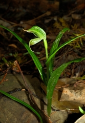 Pterostylis porrecta