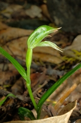 Pterostylis porrecta