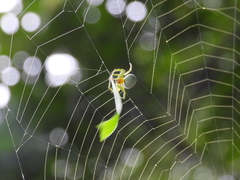 Aoaraneus pentagrammicus