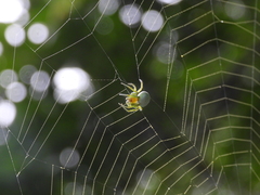 Aoaraneus pentagrammicus
