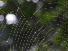 Aoaraneus pentagrammicus