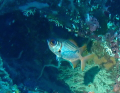 Myripristis violacea
