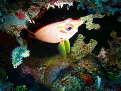 Sargocentron spiniferum