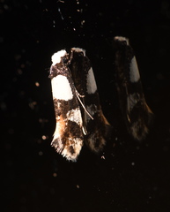 Monopis icterogastra