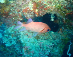 Myripristis hexagona