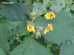 Smallanthus maculatus