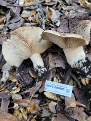 Lactarius argillaceifolius megacarpus