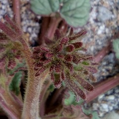 Phacelia campanularia campanularia