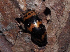 Ischyrus quadripunctatus