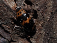 Ischyrus quadripunctatus