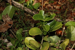 Hoya australis australis