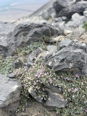 Astragalus kentrophyta