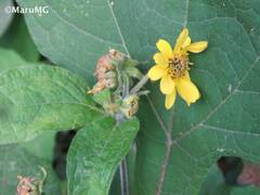 Smallanthus maculatus