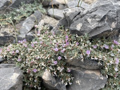 Astragalus kentrophyta