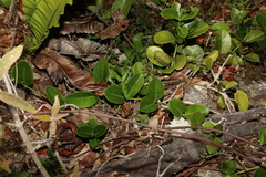 Hoya australis australis