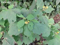 Smallanthus maculatus