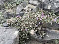 Astragalus kentrophyta
