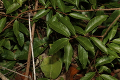 Celastrus subspicatus