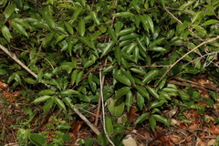 Celastrus subspicatus