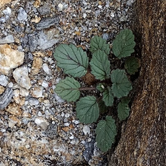 Phacelia campanularia campanularia
