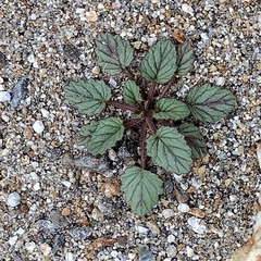 Phacelia campanularia campanularia