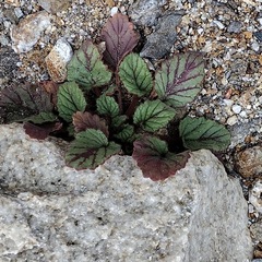Phacelia campanularia campanularia